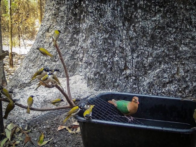 © copyright Bronwyn Ellis (Eastern Whipbird)