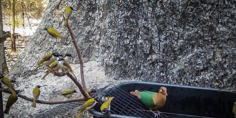 © copyright Bronwyn Ellis (Eastern Whipbird)