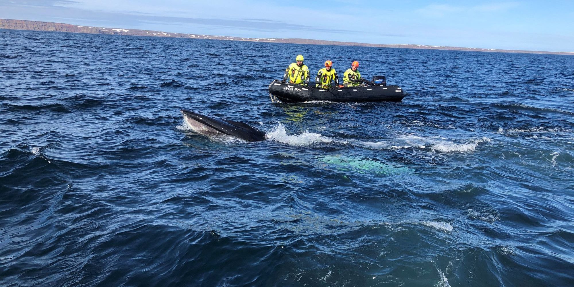 Wal Befreiung aus Schleppnetz