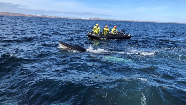 Wal Befreiung aus Schleppnetz
