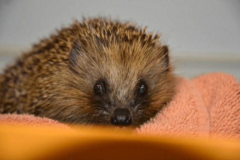 Igelstation Kirchwald – Genesener Igel