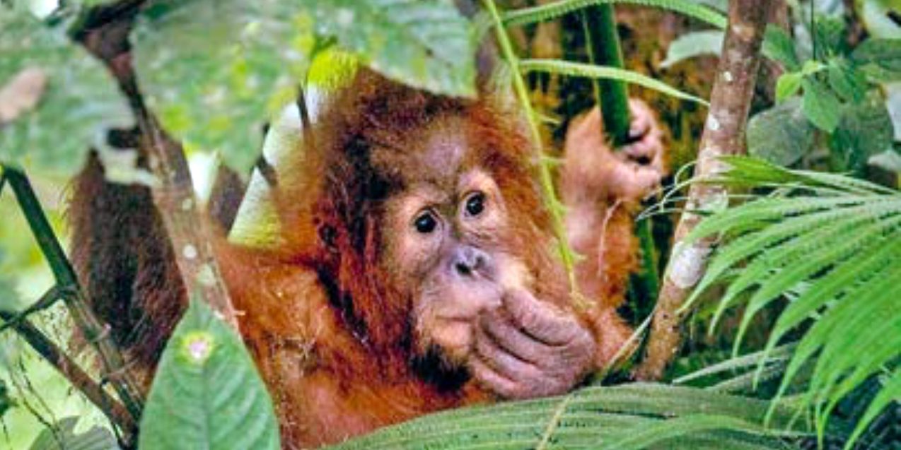 PanEco – Orang-Utan