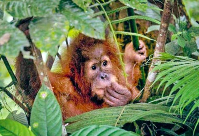 PanEco – Orang-Utan