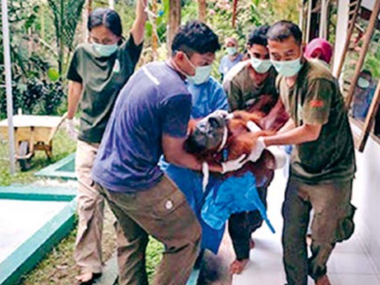 PanEco – Orang-Utan