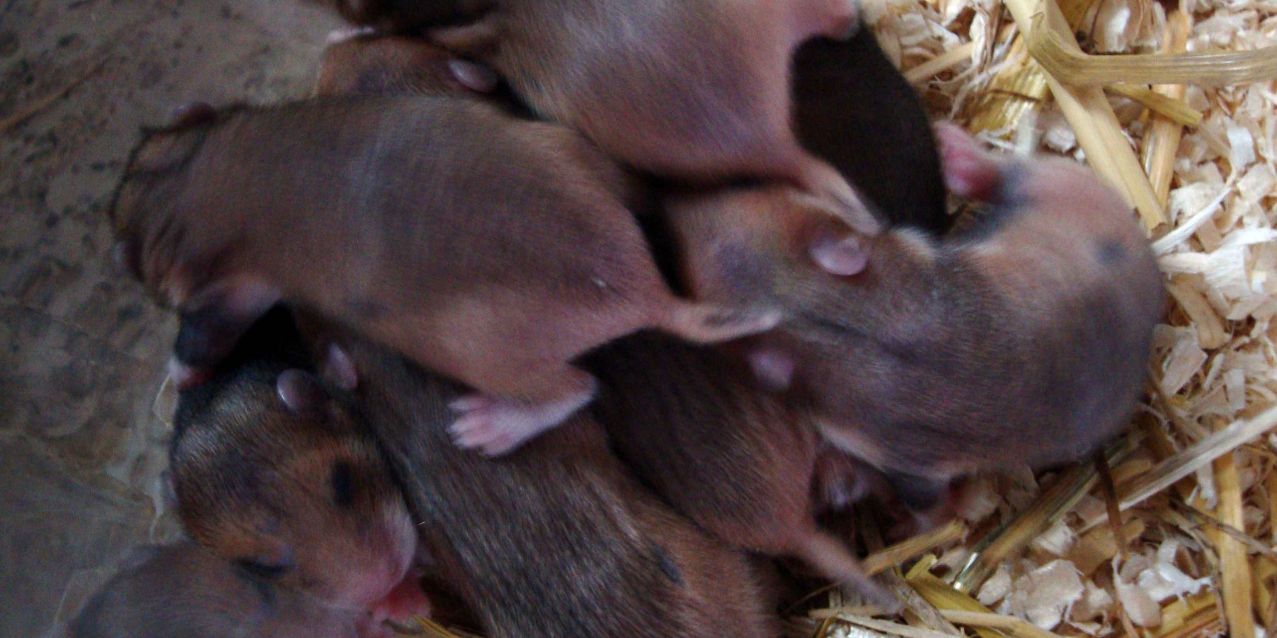 Feldhamster Nachwuchs