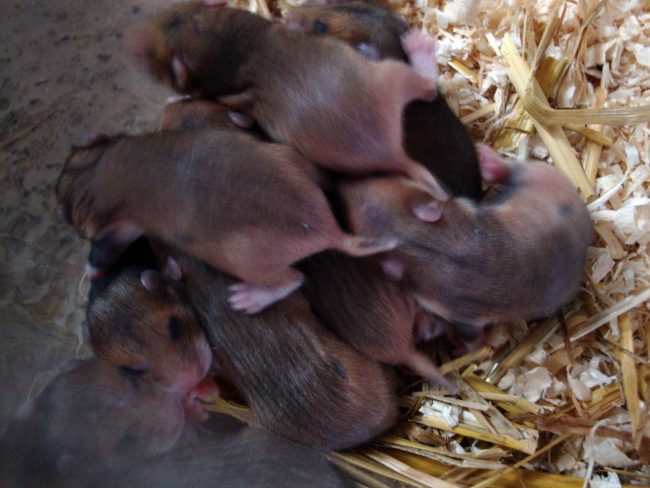 Feldhamster Nachwuchs