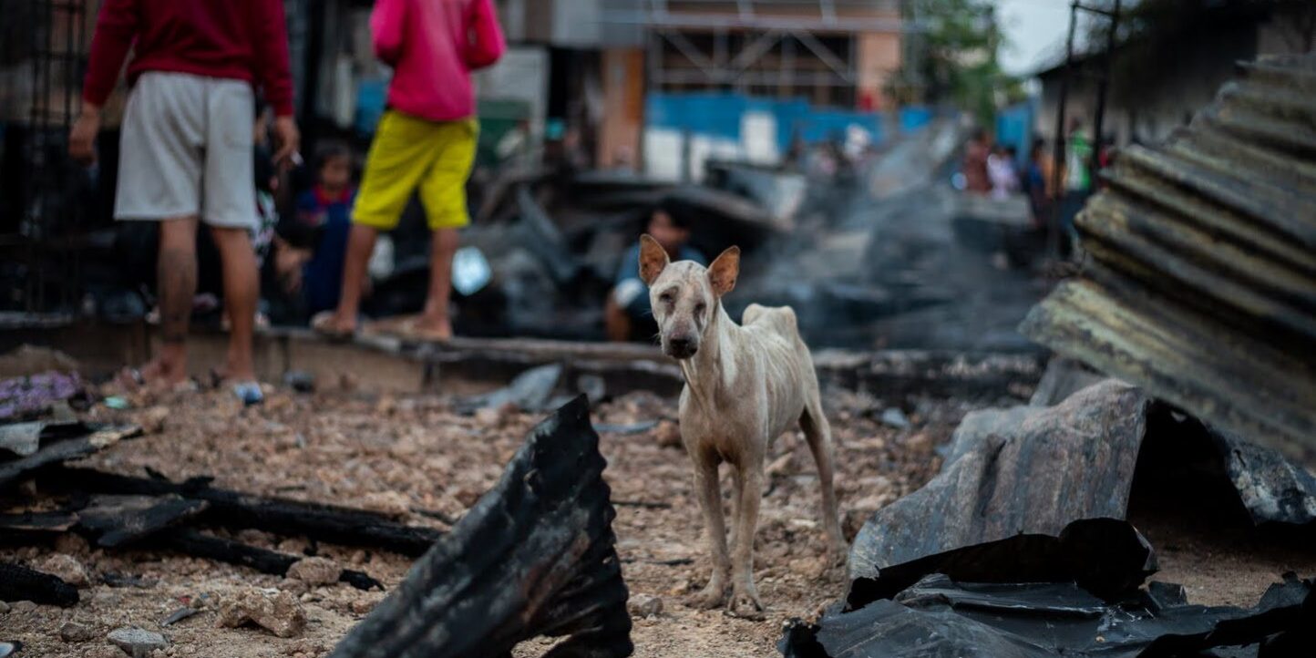 Vier Pfoten – Ein ausgemergelter Straßenhund in Kambodscha