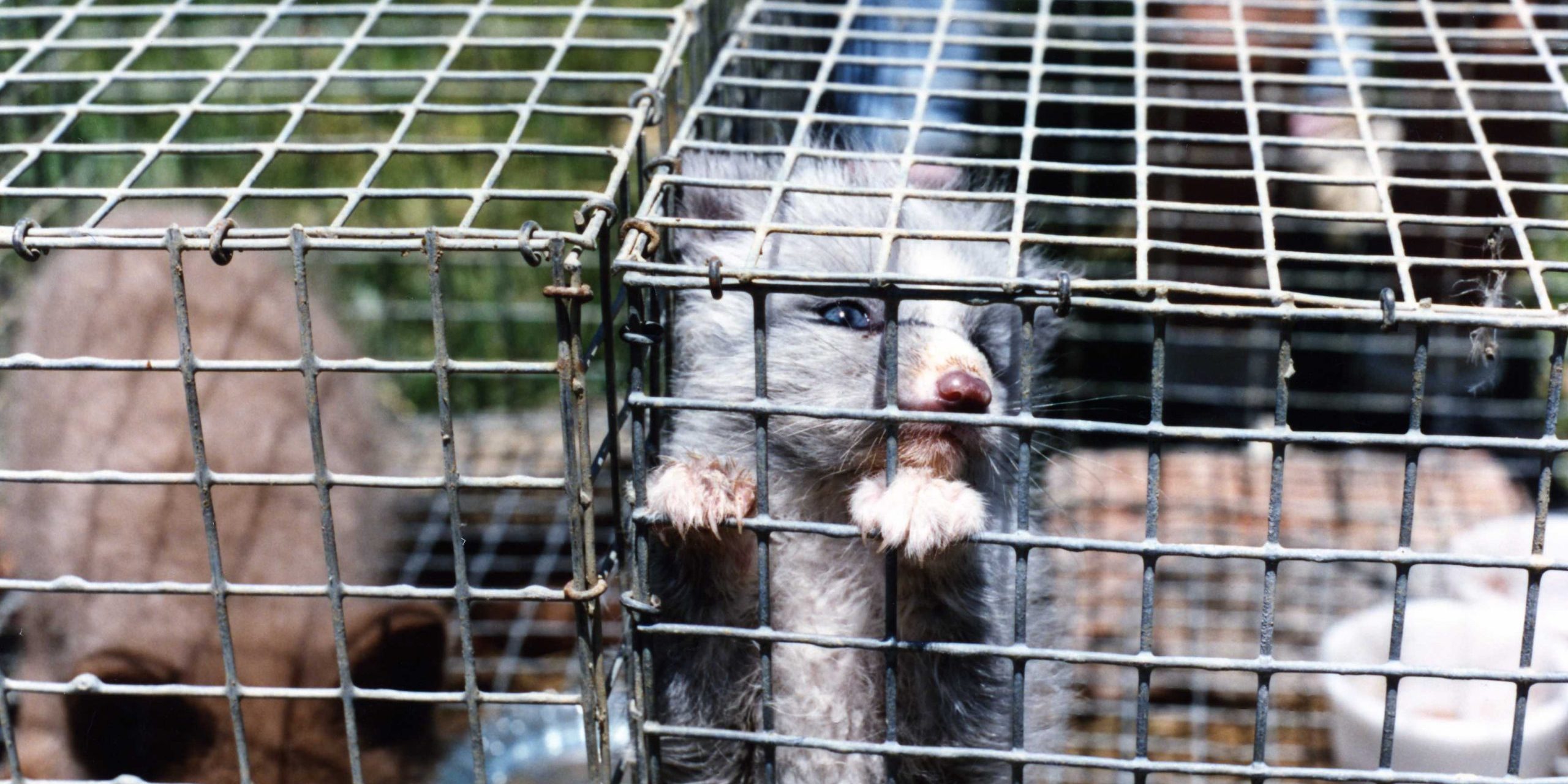 Pelztiere-in-Kaefigen_PETA