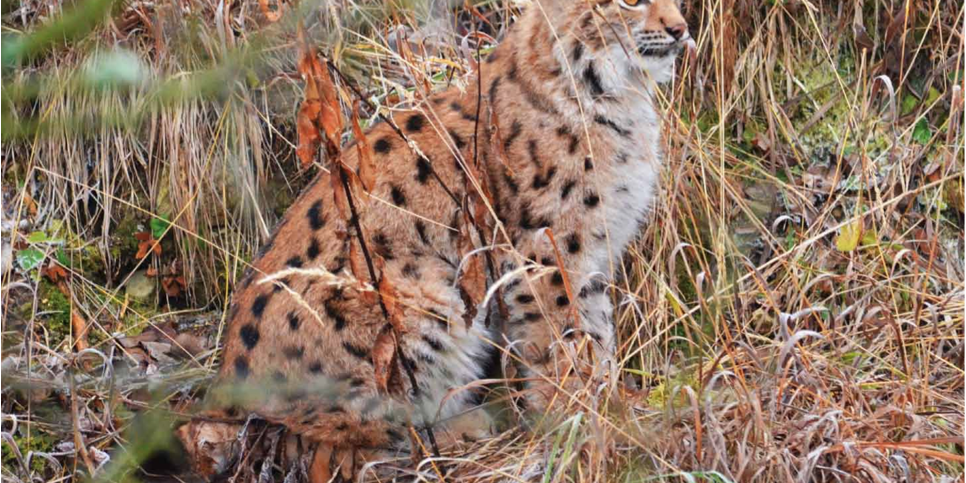 Luchs – Vlado Trulik