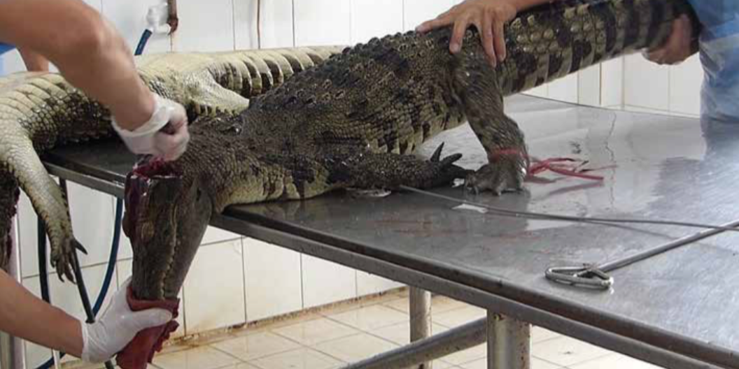 Reptilienverarbeitung für Mode