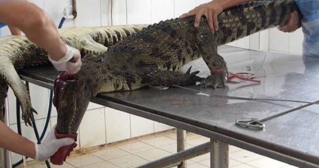 Reptilienverarbeitung für Mode