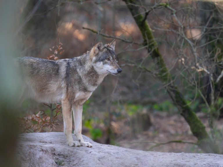 Wolf_Fasanerie17_Manfred-Sattler