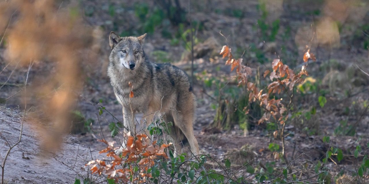 Wolf_Fasanerie1_Manfred-Sattler