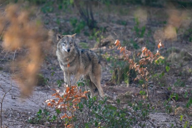 Wolf_Fasanerie1_Manfred-Sattler