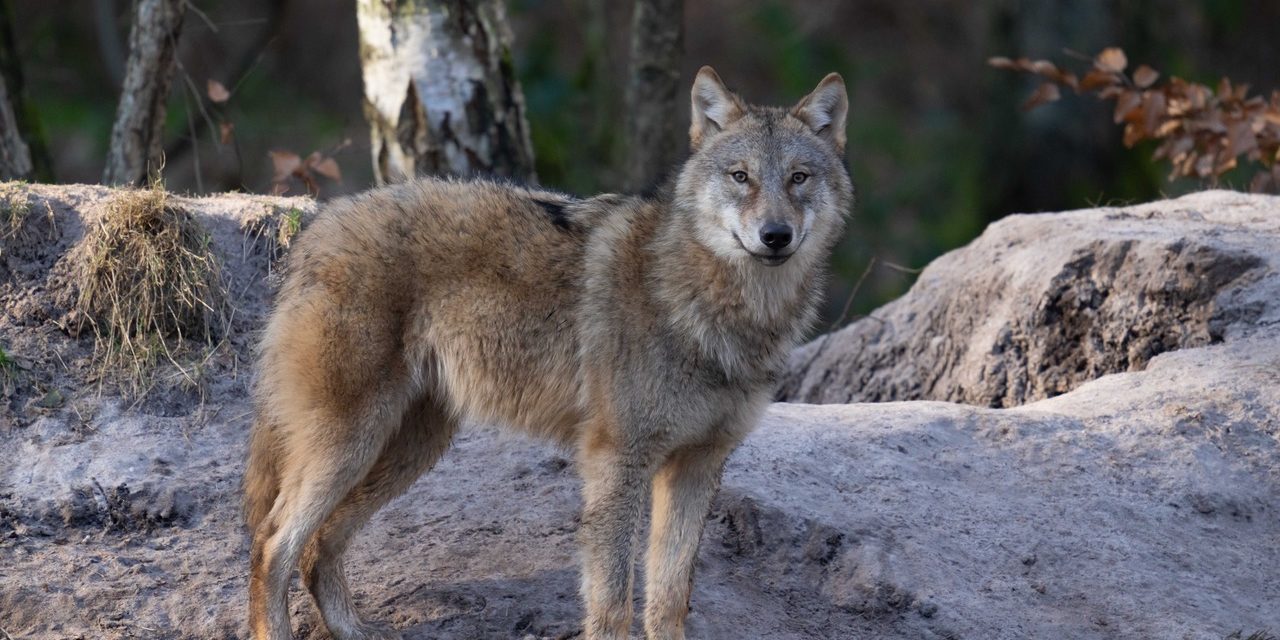 Wolf_Fasanerie3_Manfred-Sattler