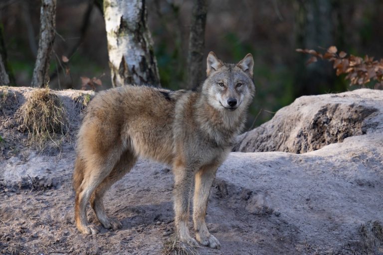 Wolf_Fasanerie3_Manfred-Sattler