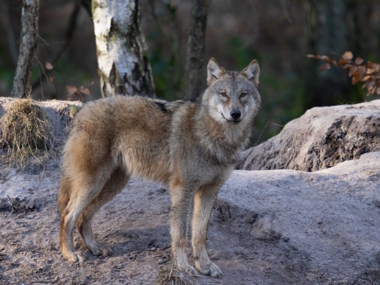 Wolf_Fasanerie3_Manfred-Sattler