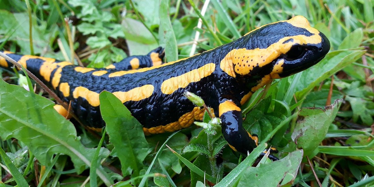 Feuersalamander