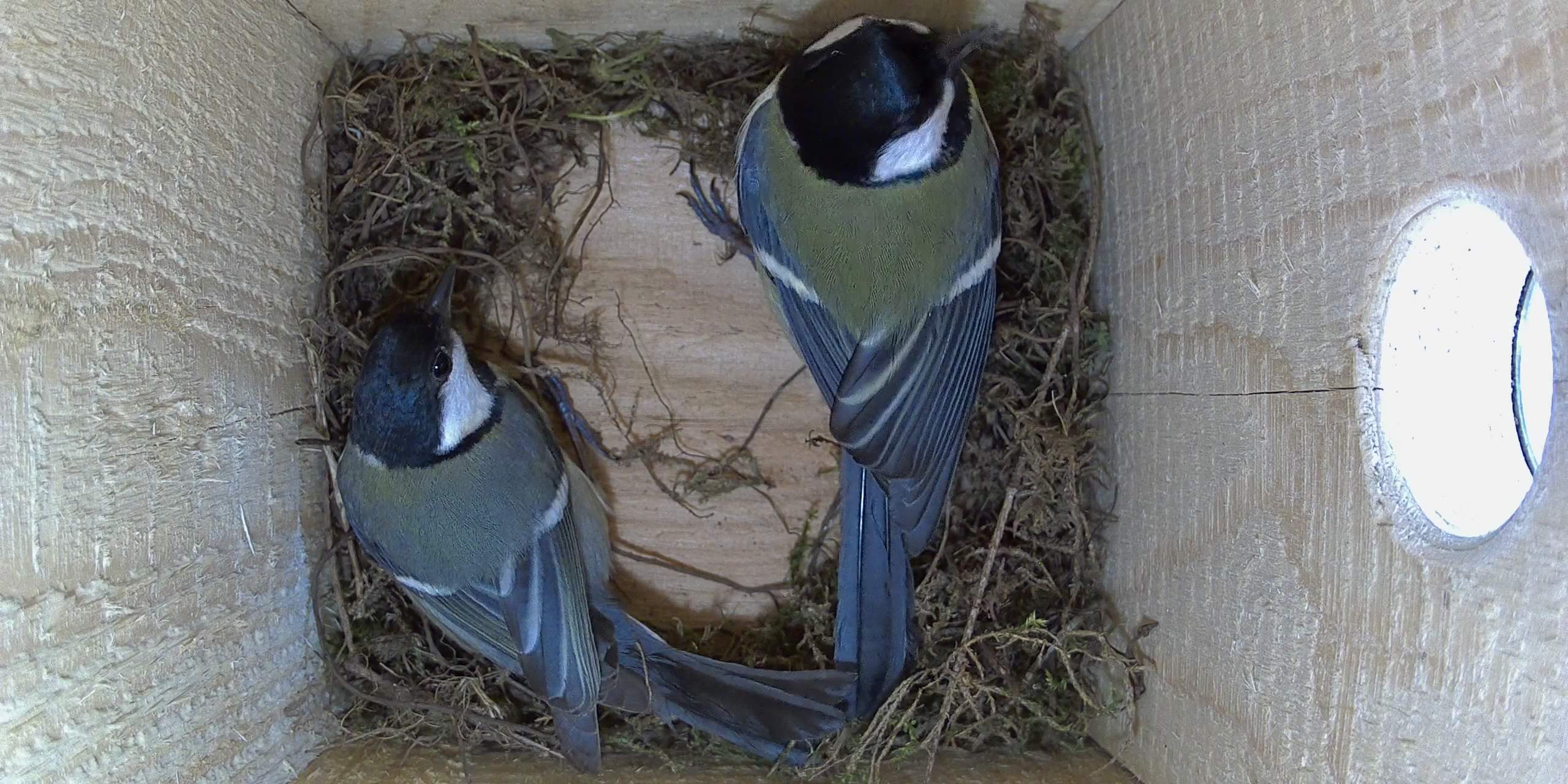 Nistkasten Erstbezug