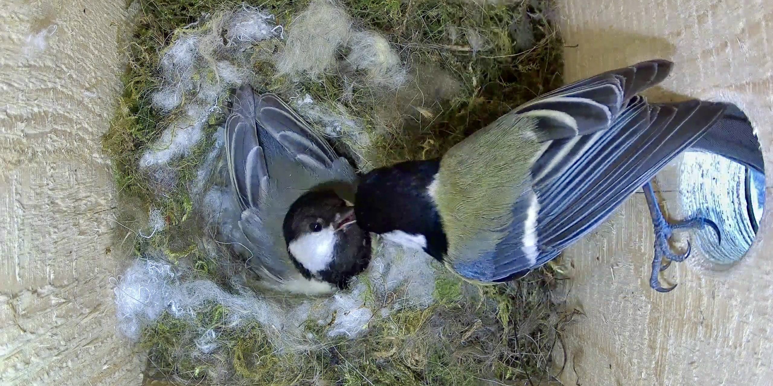 Nistkasten Fütterung