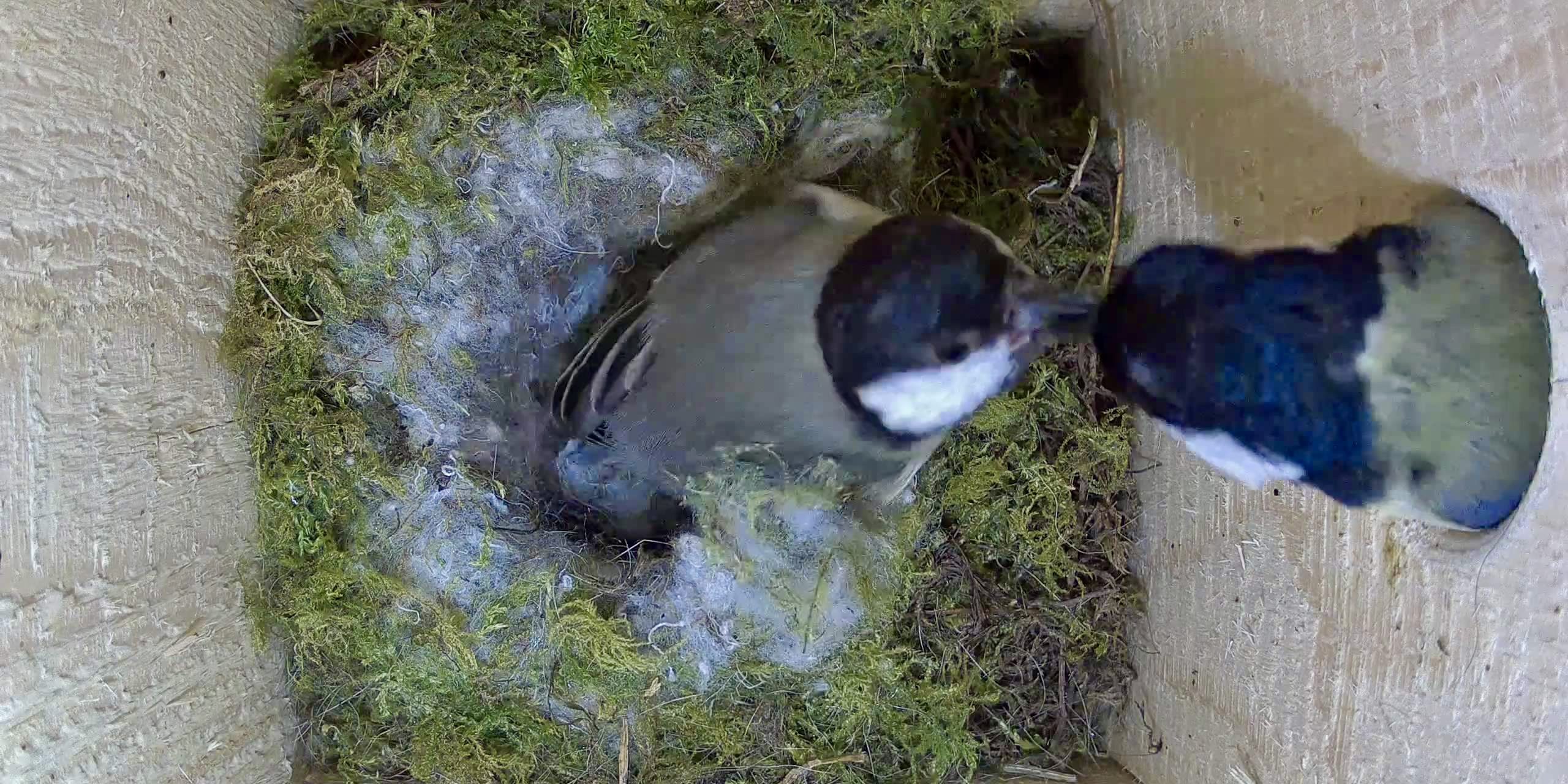 Männchen füttert Weibchen