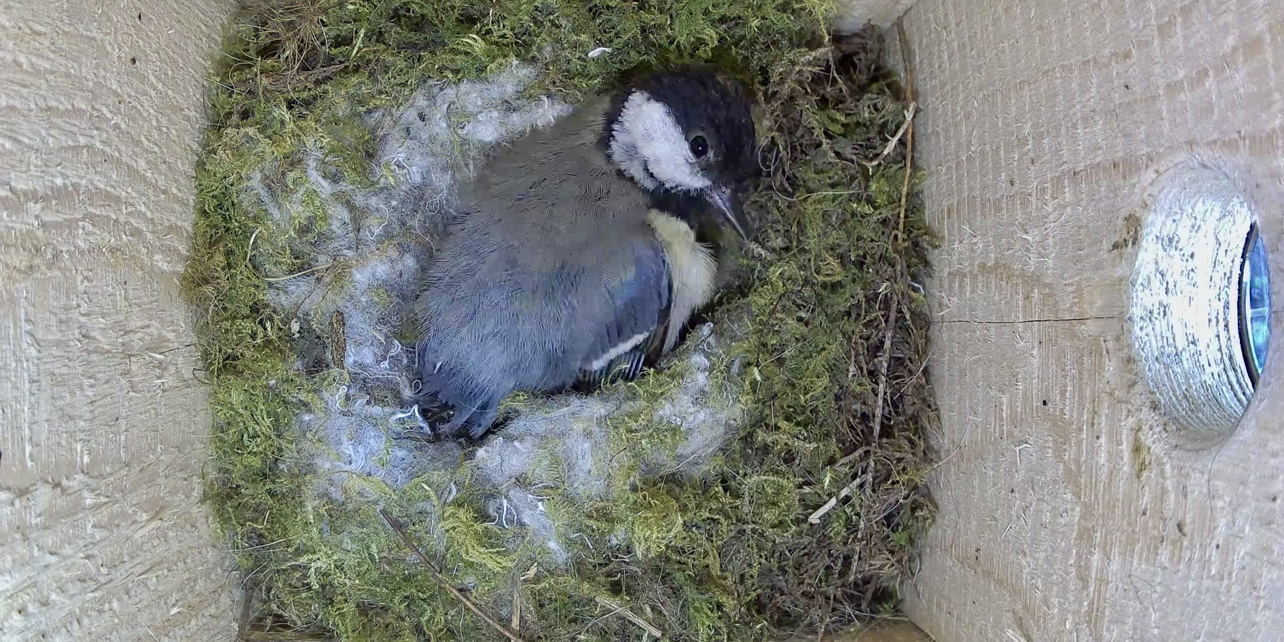 Weibchen bereitet sich auf Brut vor