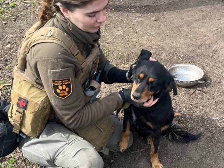 Hund Kriegsgebiet Ukraine