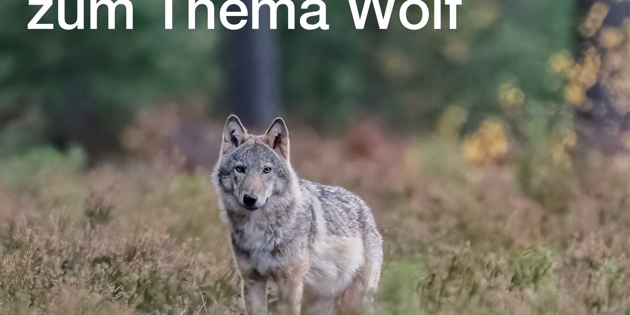 ringvorlesung-wolf-2026_2_foto-steffen-heiber